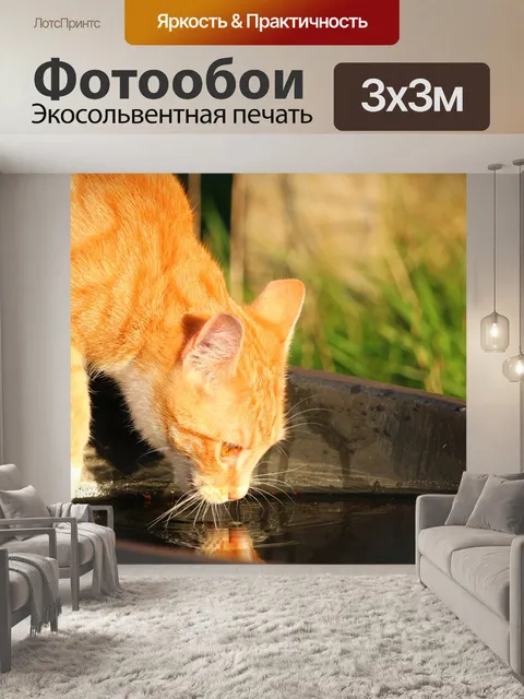 Фотообои Кот