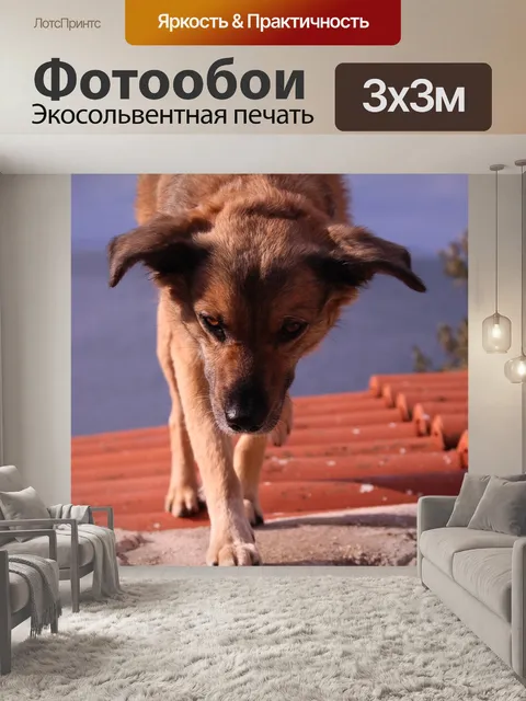 Фотообои Собака