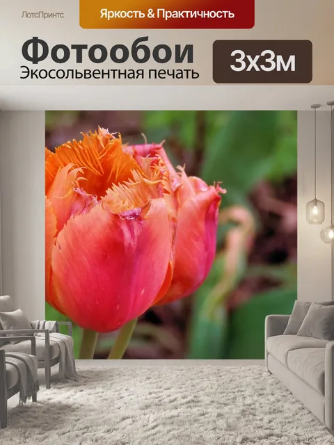 Фотообои Тюльпаны
