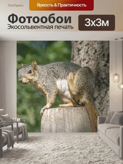 Фотообои белочка