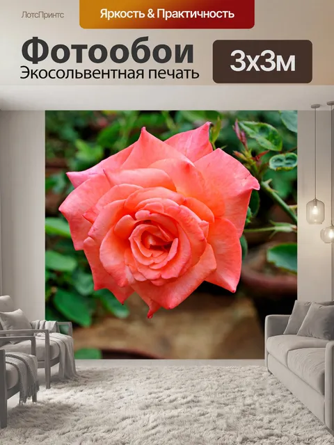 Фотообои Роза