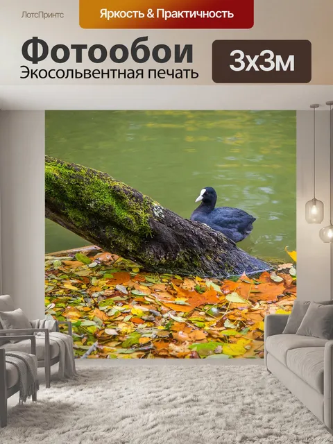 Фотообои Лысуха