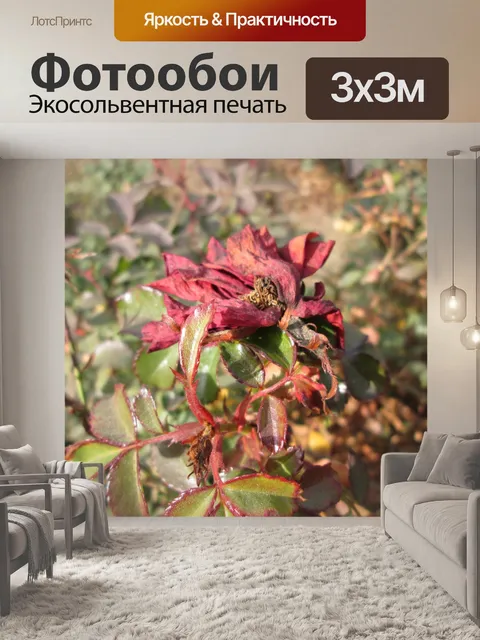 Фотообои Увядшие розы макрос 2