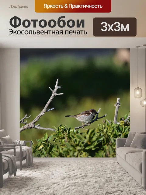 Фотообои Воробей на ветке