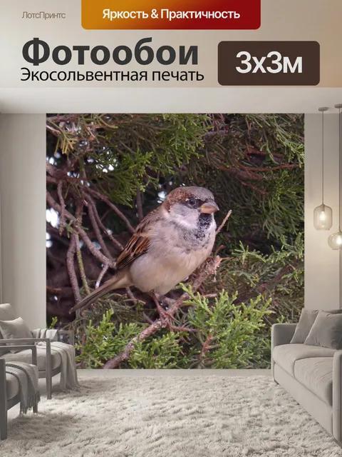 Фотообои Воробей