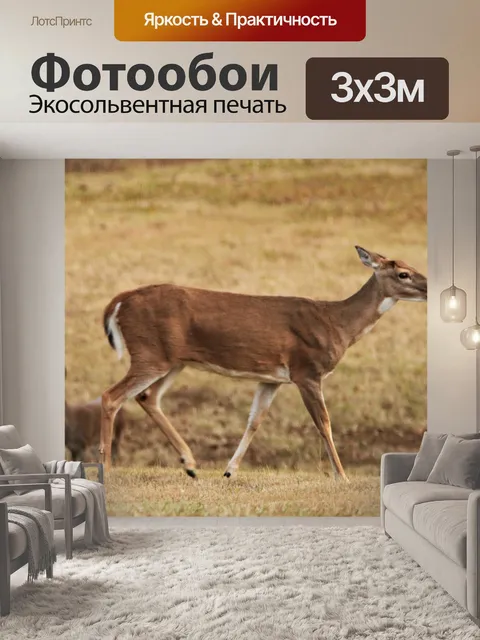 Фотообои Белохвостый олень на холме