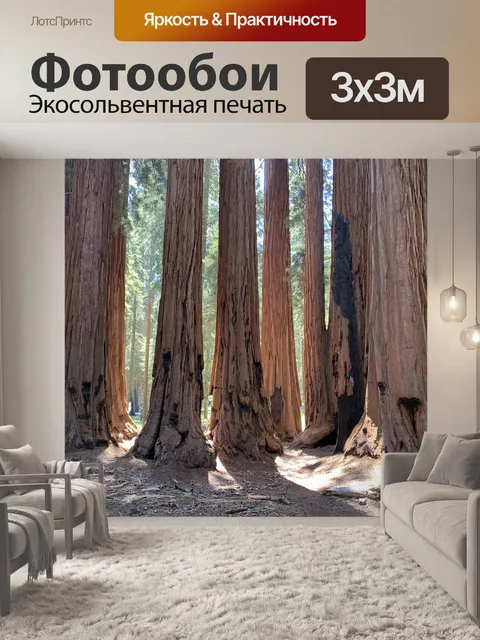 Фотообои Секвойя