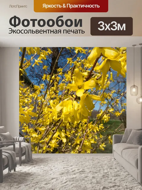 Фотообои Форсайтия