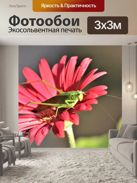 Фотообои Катыды на красном цвете