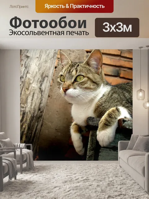 Фотообои Кот