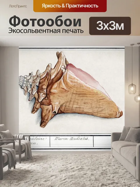 Фотообои Ракушка старинное искусство старый