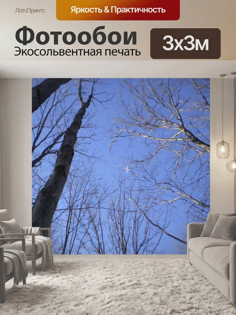Фотообои Treetops в небо