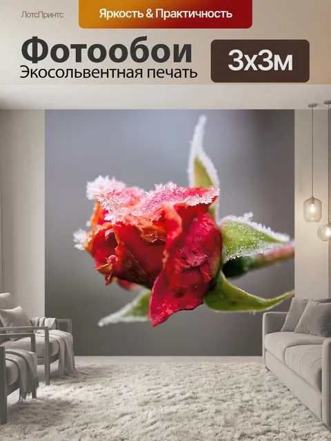 Фотообои Роза