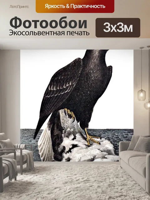 Фотообои Северный морской орел