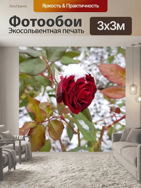Фотообои Роза