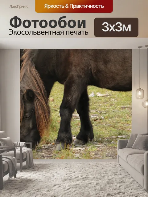 Фотообои Лошадь