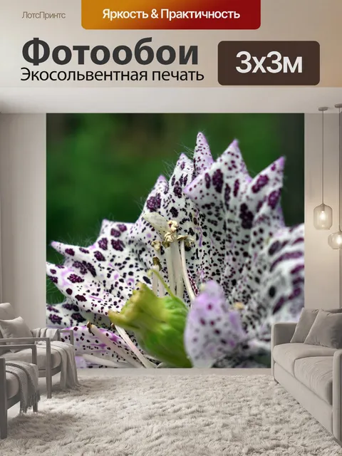 Фотообои Цветы