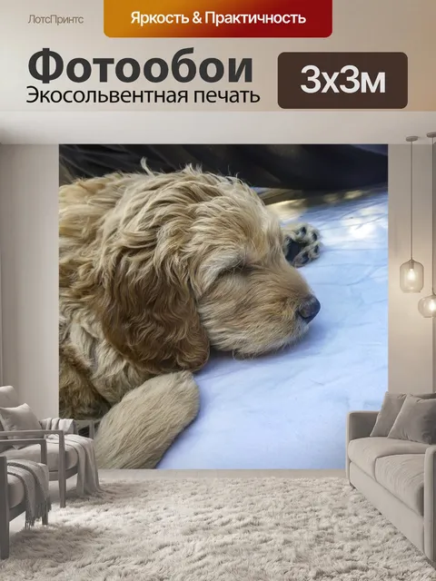 Фотообои Золотой Щенок Щенка
