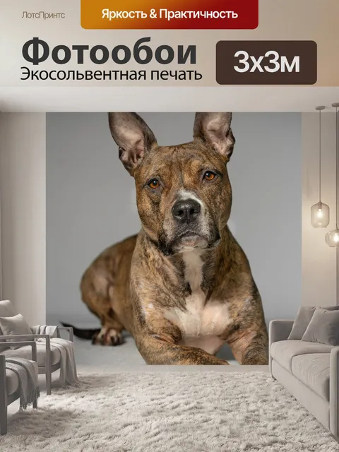Фотообои Собака