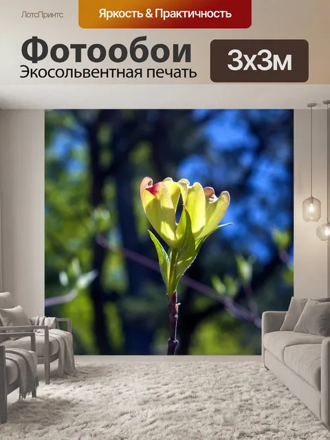 Фотообои Кизил цветения просто открытие