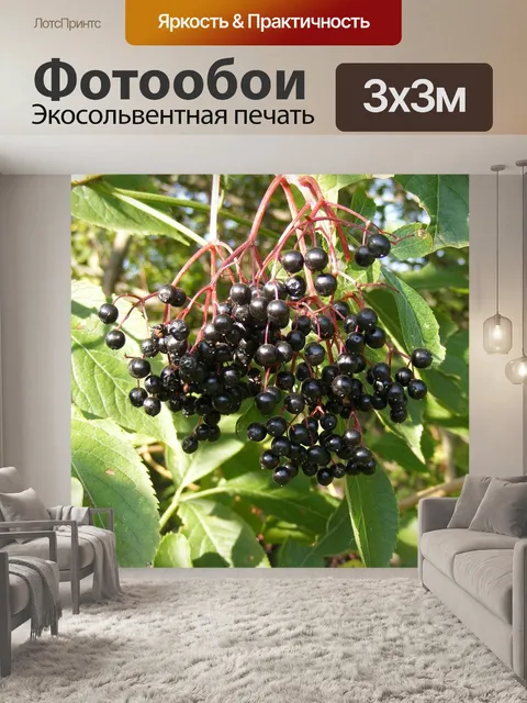 Фотообои Ягоды