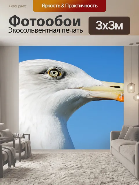 Фотообои Чайка