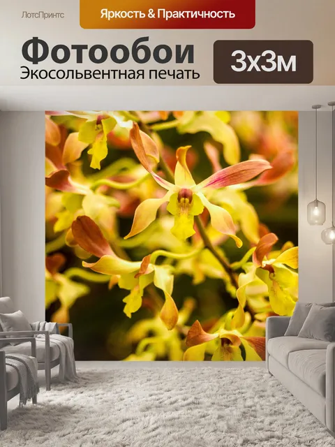 Фотообои Цветок орхидеи