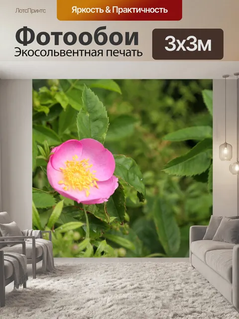 Фотообои Шиповник