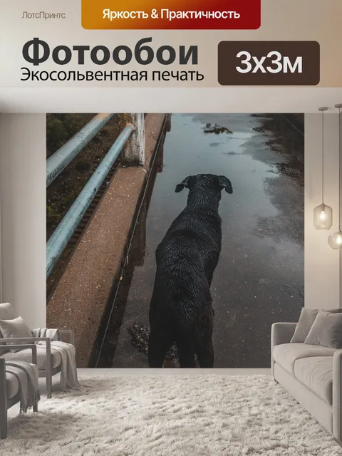 Фотообои Собака