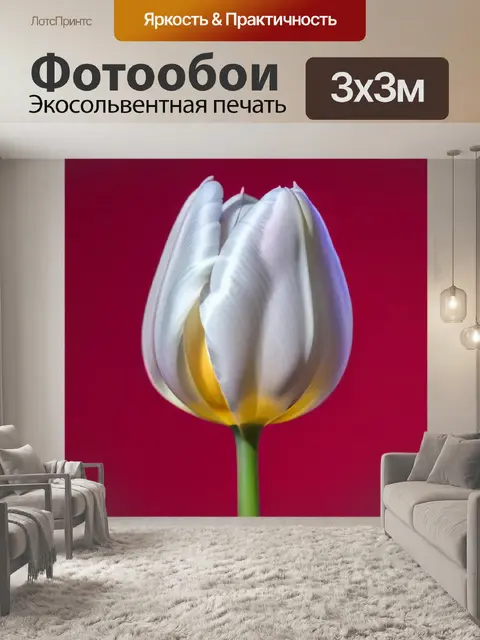 Фотообои тюльпан грация на фоне однотонного цвета