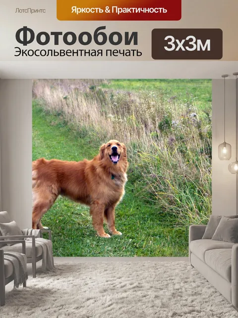 Фотообои Рикки Золотистый ретривер (1)