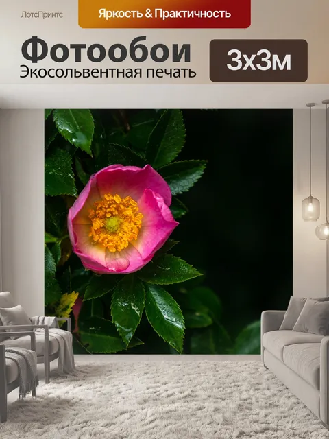 Фотообои Розы