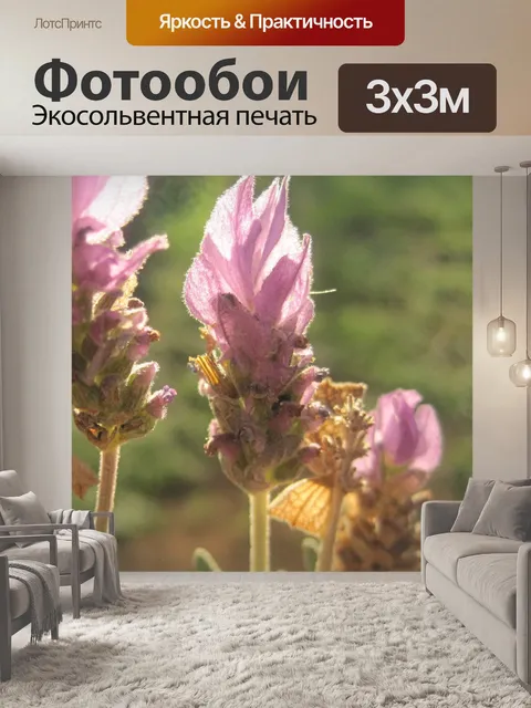 Фотообои лаванды цветы