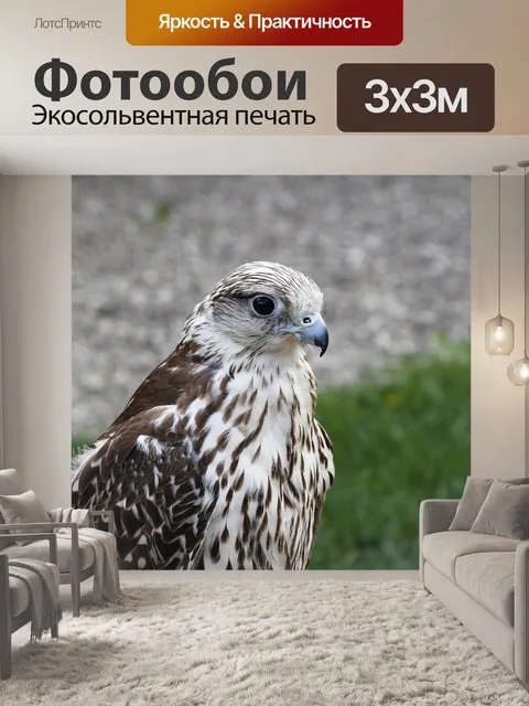 Фотообои Сапсан