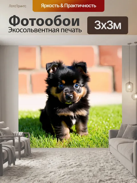 Фотообои черный шпиц puppy, маленький, пушистый, с большими глазами, уши стоят, на зеленой траве, размытый фон…