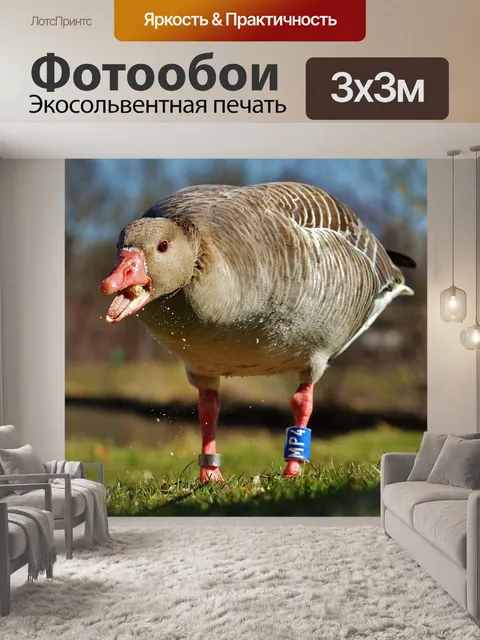 Фотообои Гусь