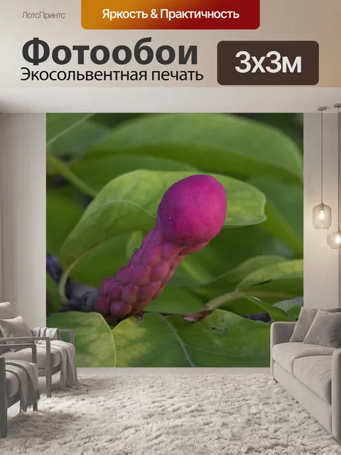 Фотообои Фрукты