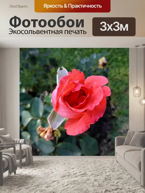 Фотообои Красная роза