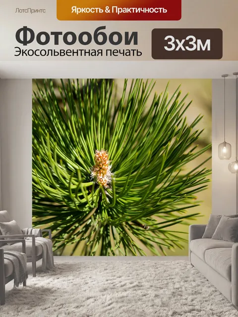 Фотообои хвойное дерево
