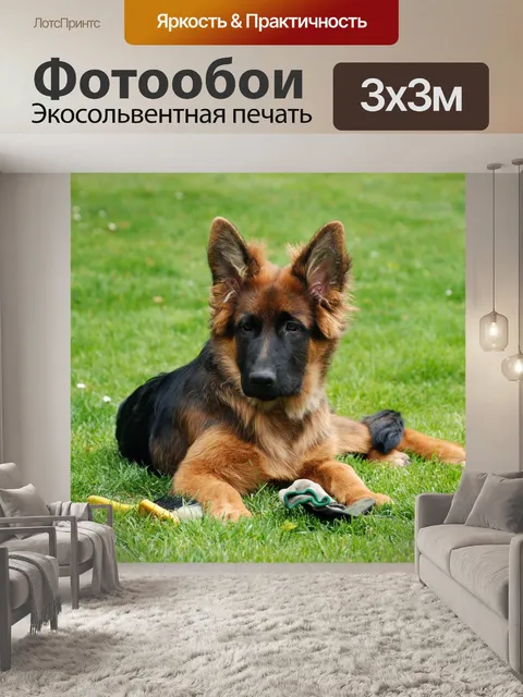 Фотообои Собака