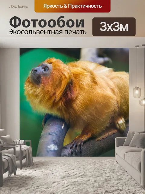 Фотообои Золотой лев тамарин