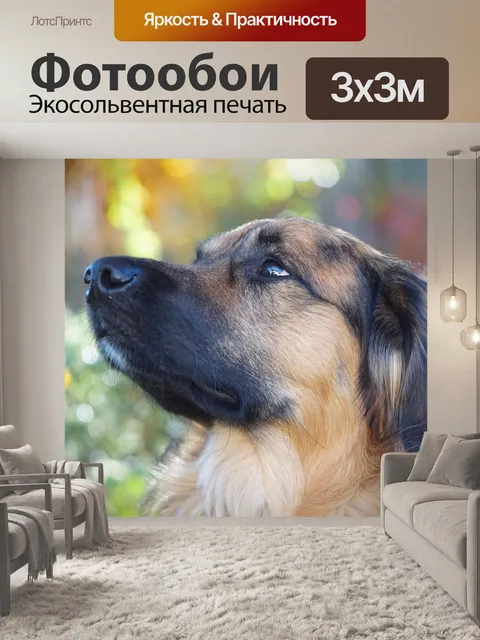 Фотообои Собака