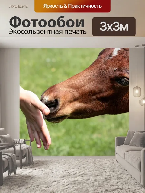 Фотообои Лошадь