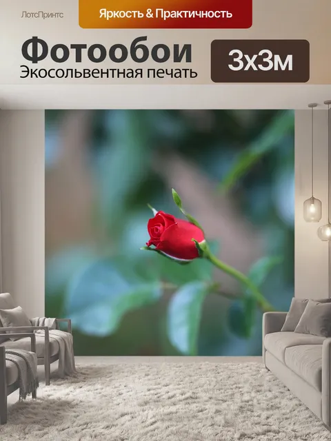 Фотообои Роза