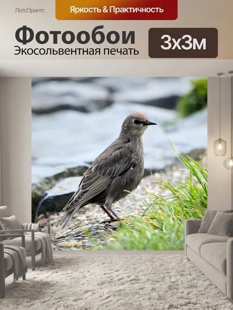 Фотообои Птицы