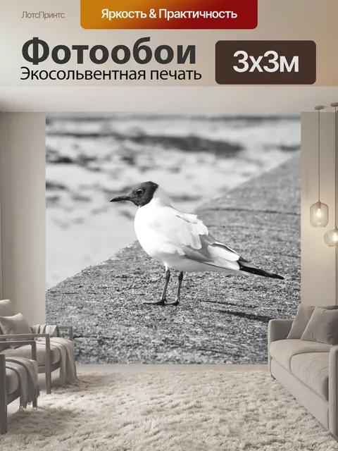 Фотообои Чайка на стене