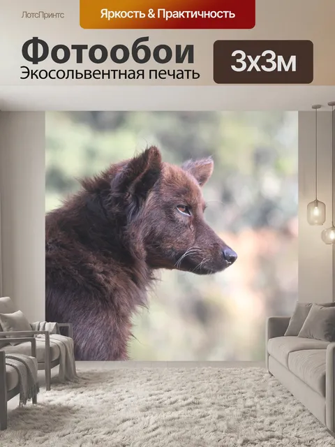 Фотообои Собака