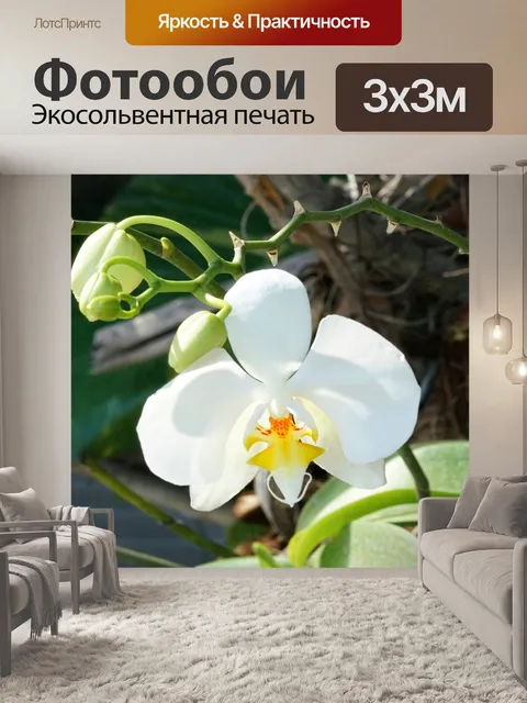 Фотообои Орхидея