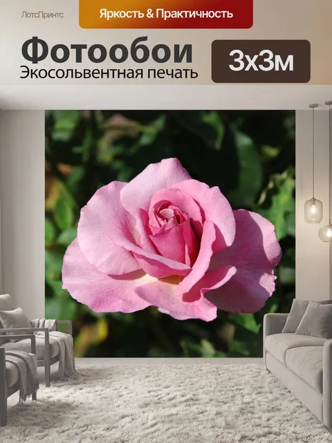 Фотообои Благородная роза