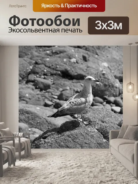 Фотообои Чайка на скалах